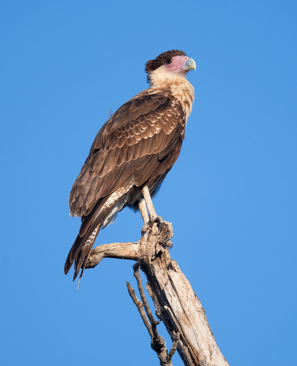 Crested Caracara - ML641240249