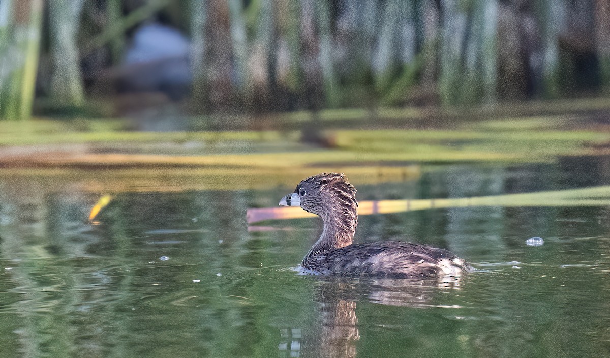 Pied-billed Grebe - ML641240277