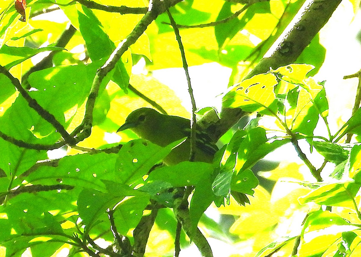 Green Iora - ML641240279