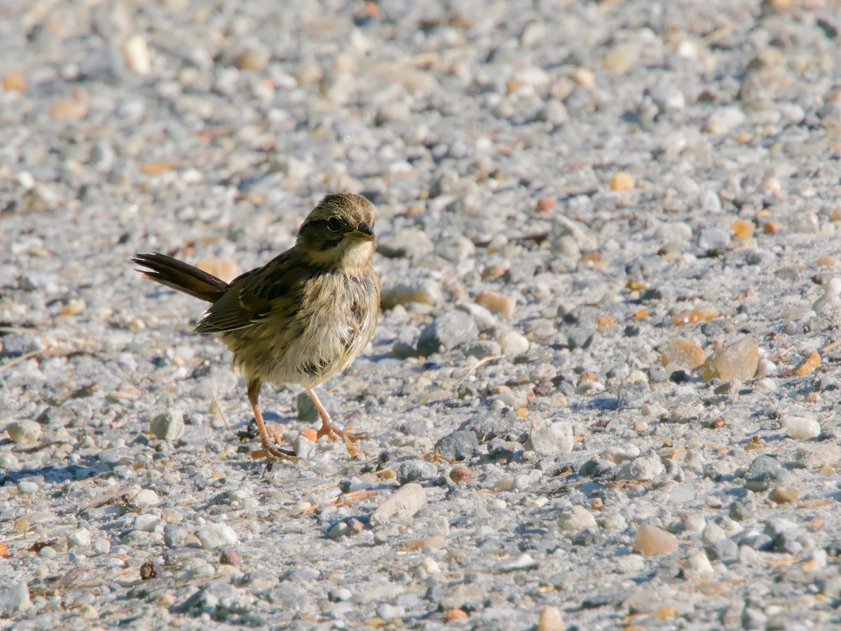 Swamp Sparrow - ML641240391