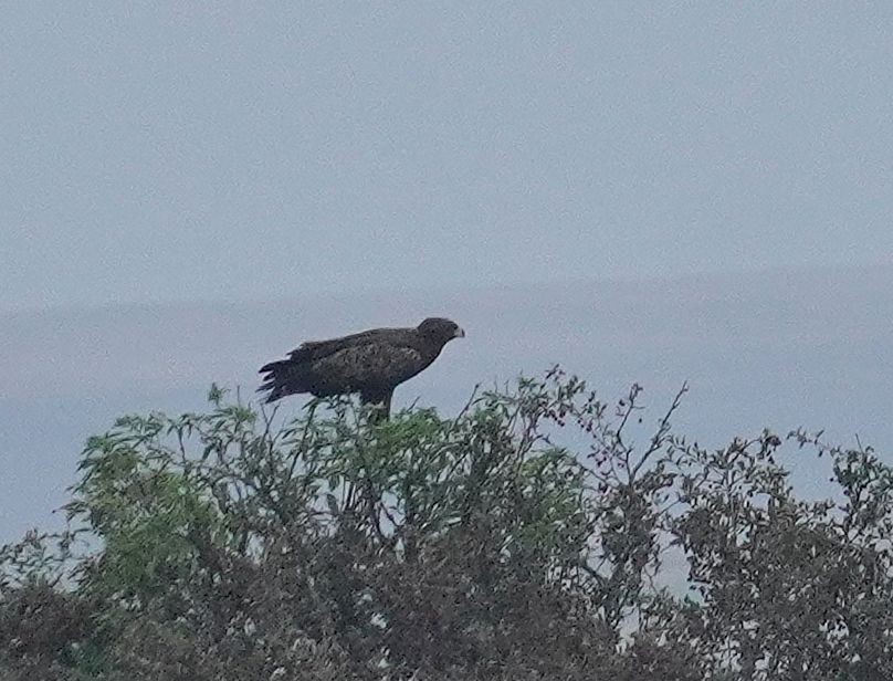 Schreiadler - ML641240424