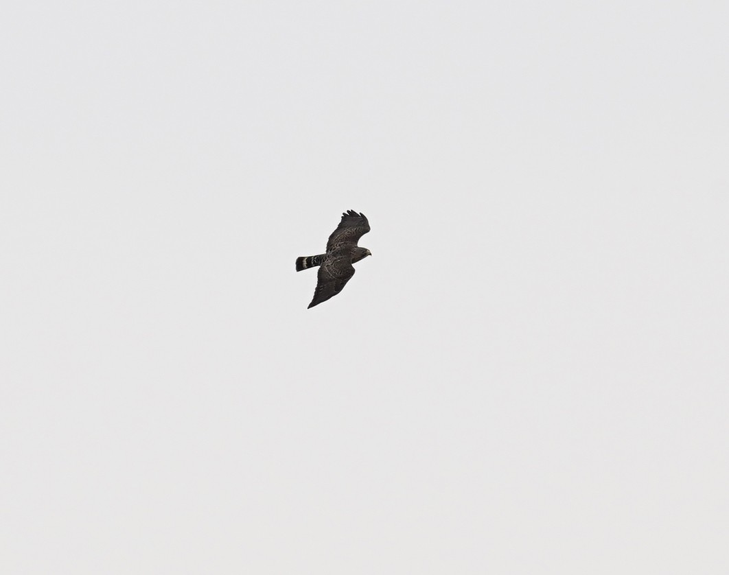 Broad-winged Hawk - ML641240447