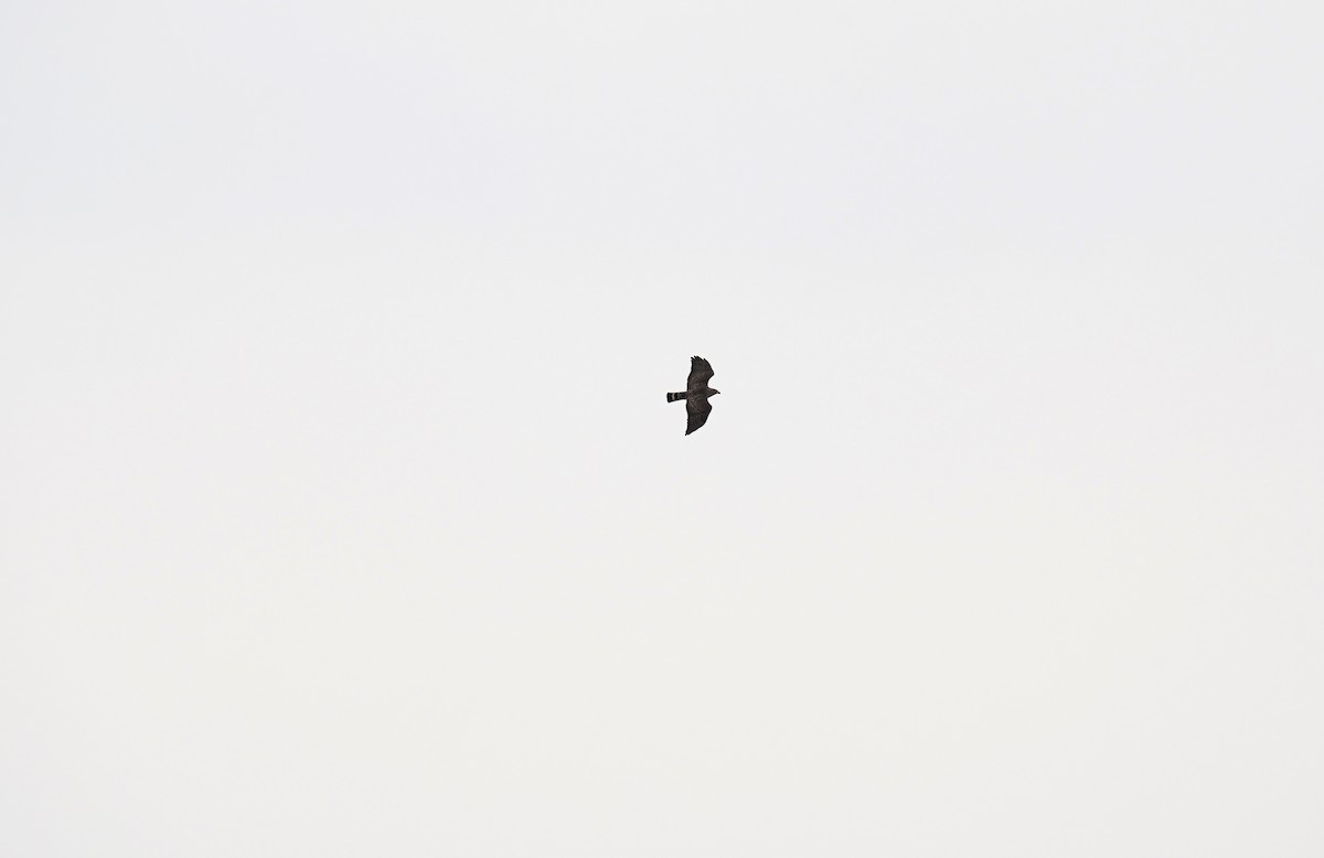 Broad-winged Hawk - ML641240453