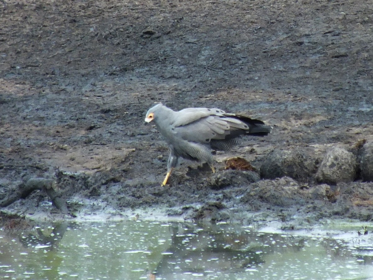 African Harrier-Hawk - ML641240487