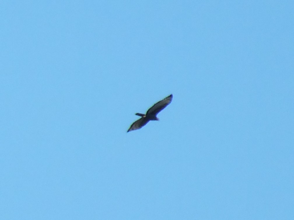 Crowned Eagle - ML641240493