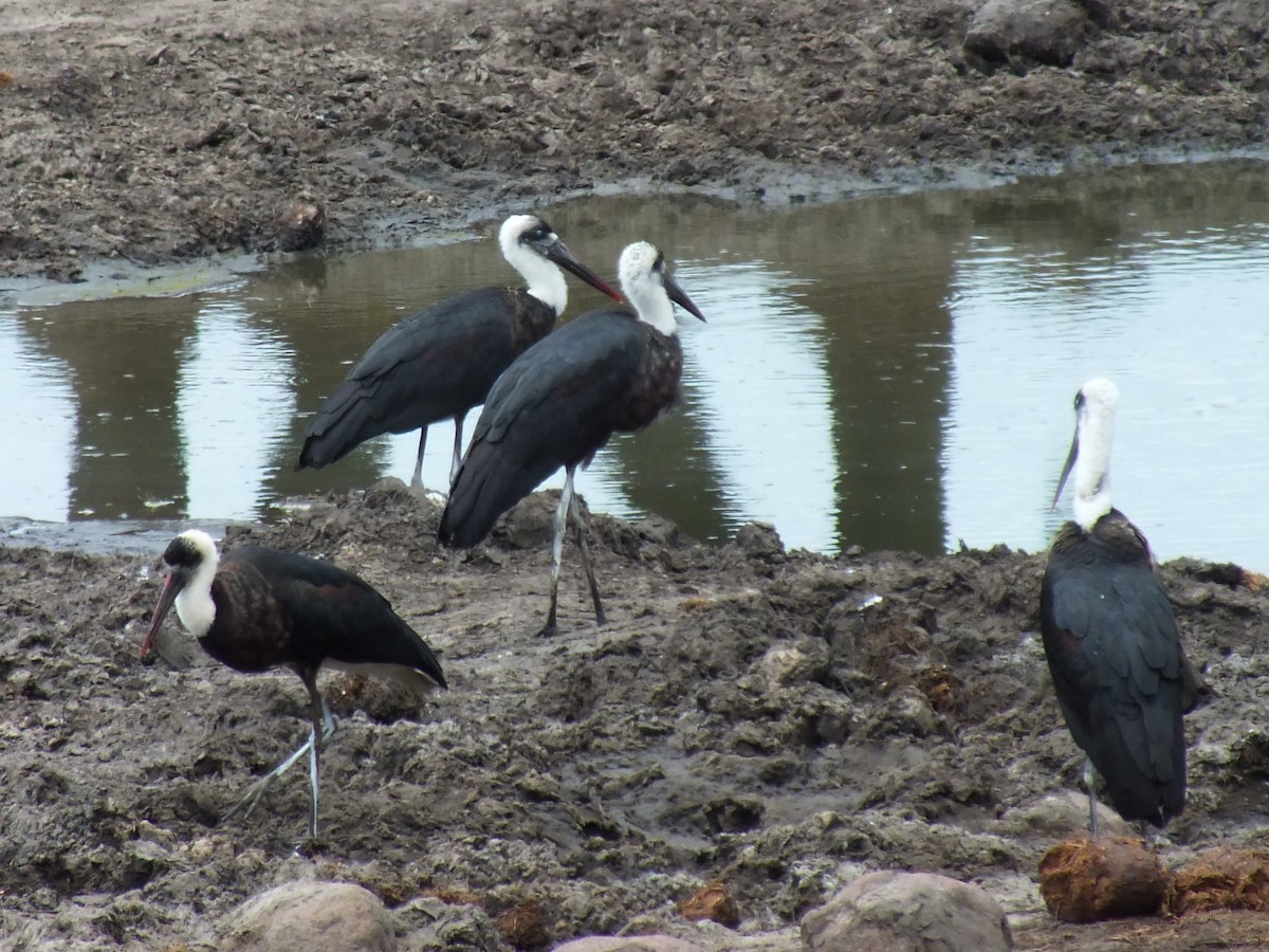 African Woolly-necked Stork - ML641240502