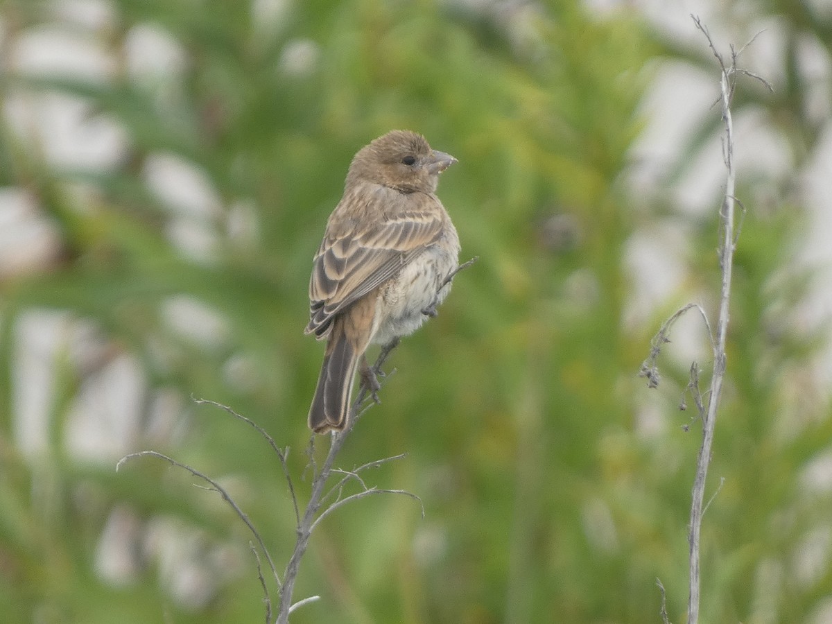 Indigo Bunting - ML641240512
