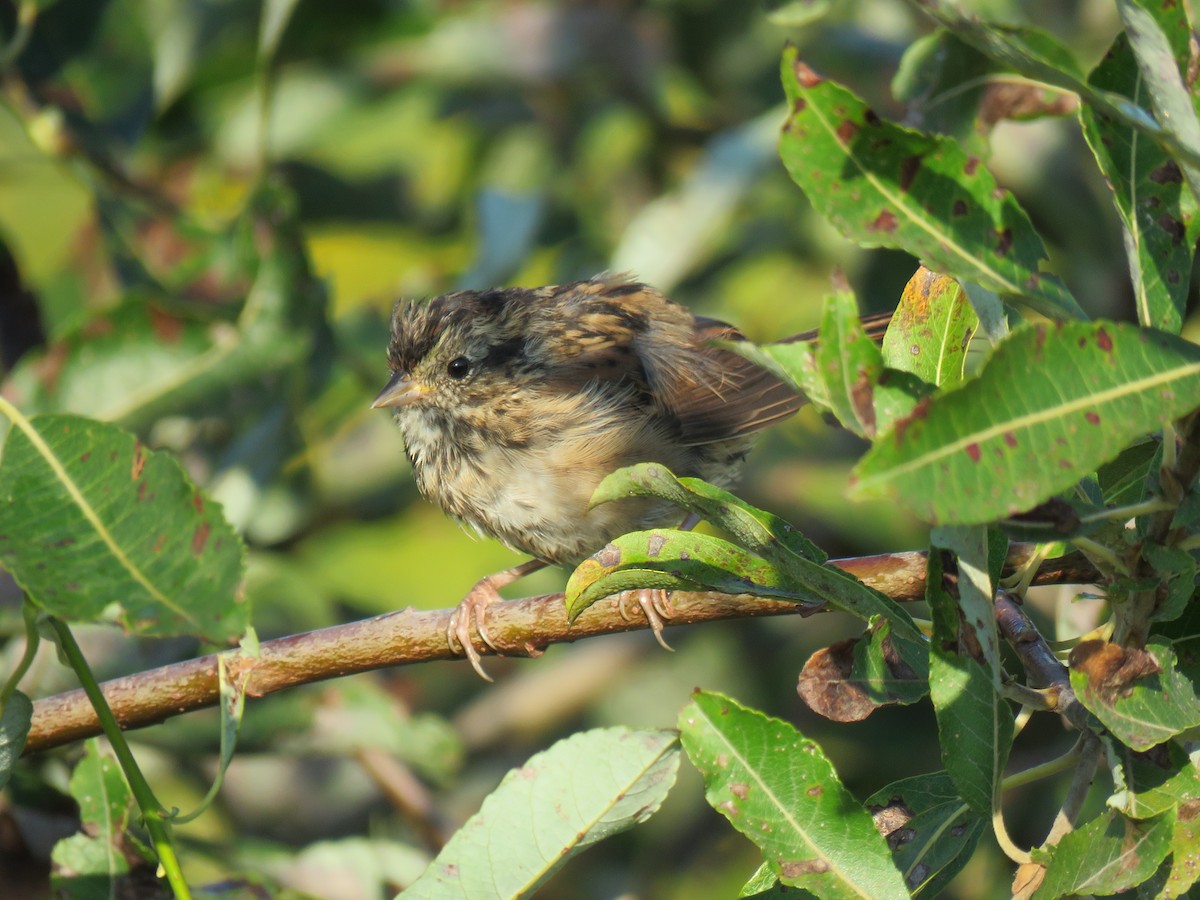 Swamp Sparrow - ML641240550