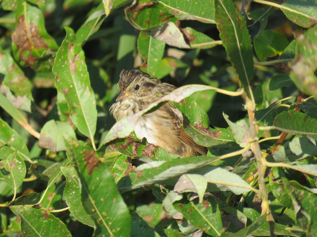 Swamp Sparrow - ML641240565