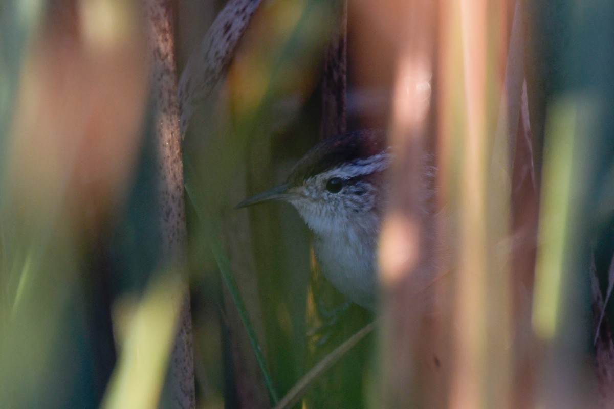 Marsh Wren - ML641240579