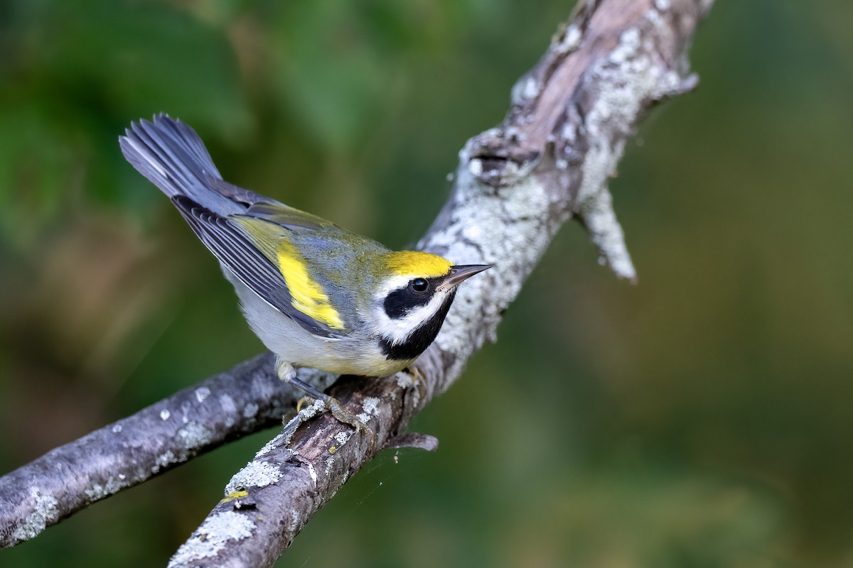 Goldflügel-Waldsänger - ML641240584