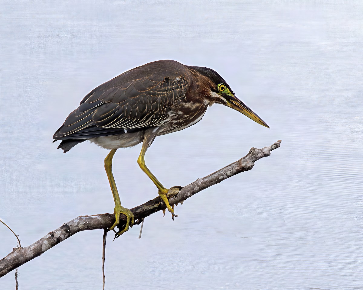 Green Heron - ML641240606