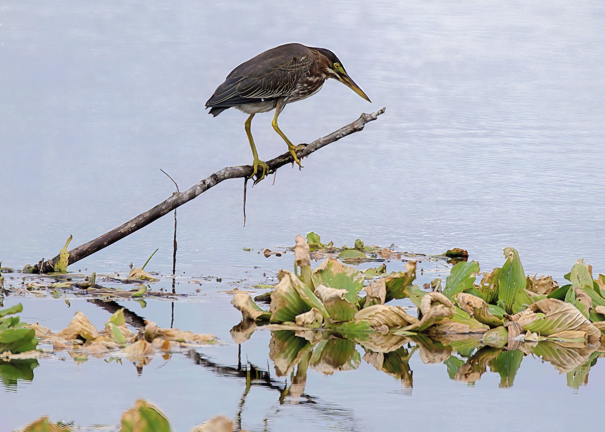 Green Heron - ML641240607