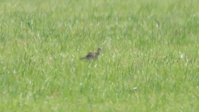 Upland Sandpiper - ML641240615