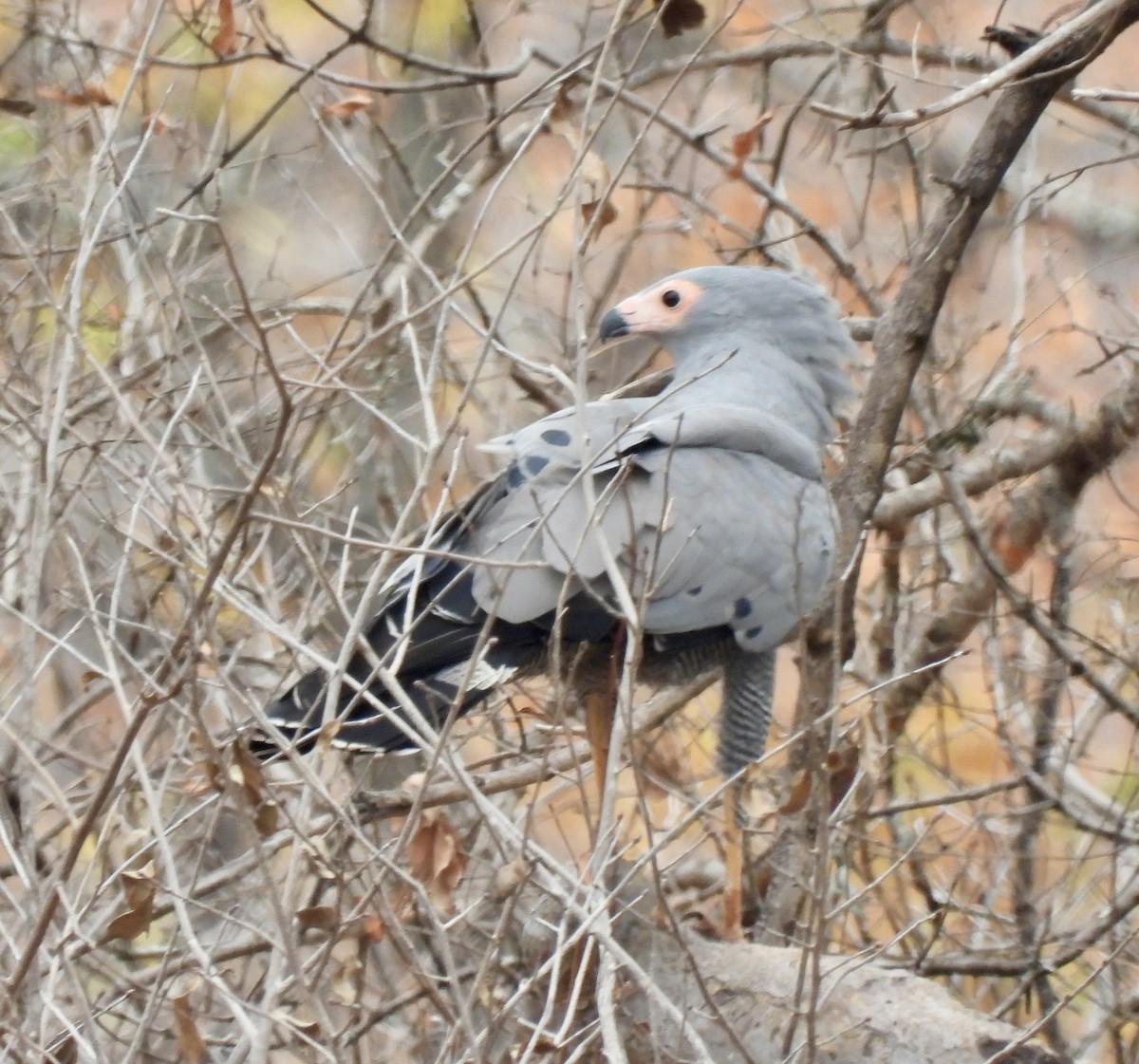 African Harrier-Hawk - ML641240624