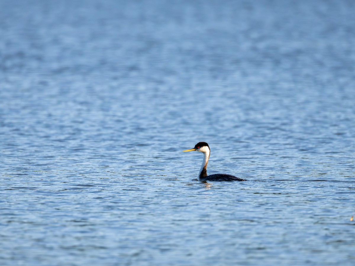 Western Grebe - ML641240639