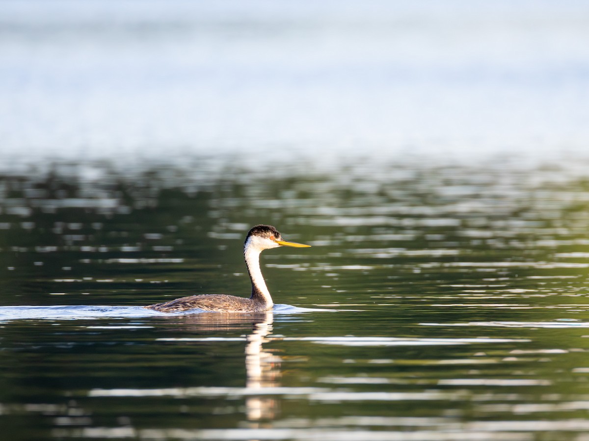 Western Grebe - ML641240640