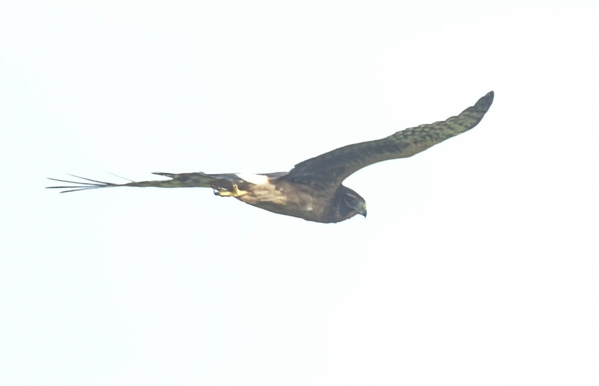 Northern Harrier - ML641240726