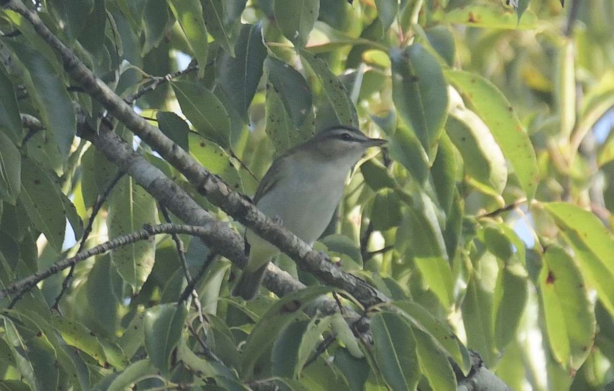 Red-eyed Vireo - ML641240753