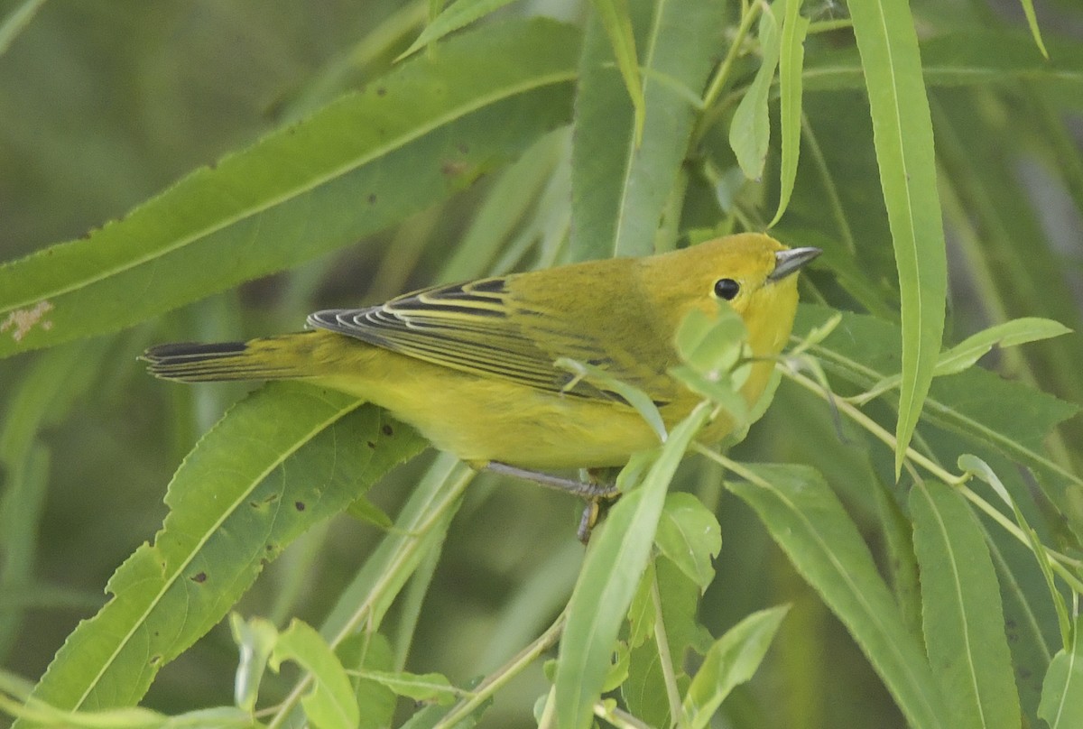 Northern Yellow Warbler - ML641240756