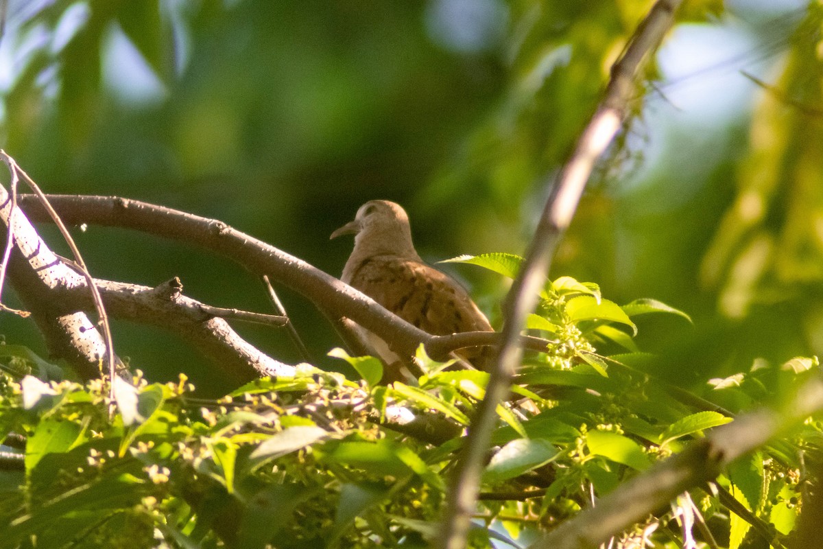 Ruddy Ground Dove - ML641240849
