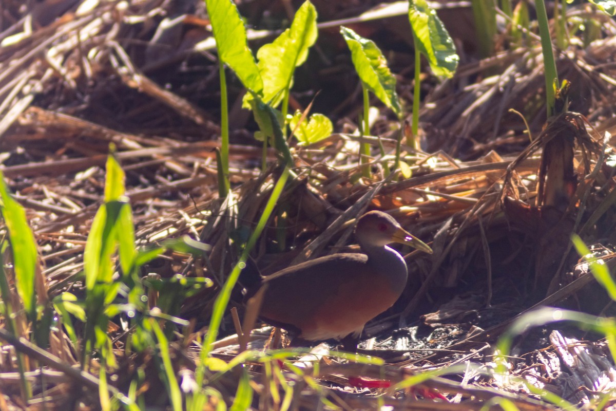 Russet-naped Wood-Rail - ML641240854