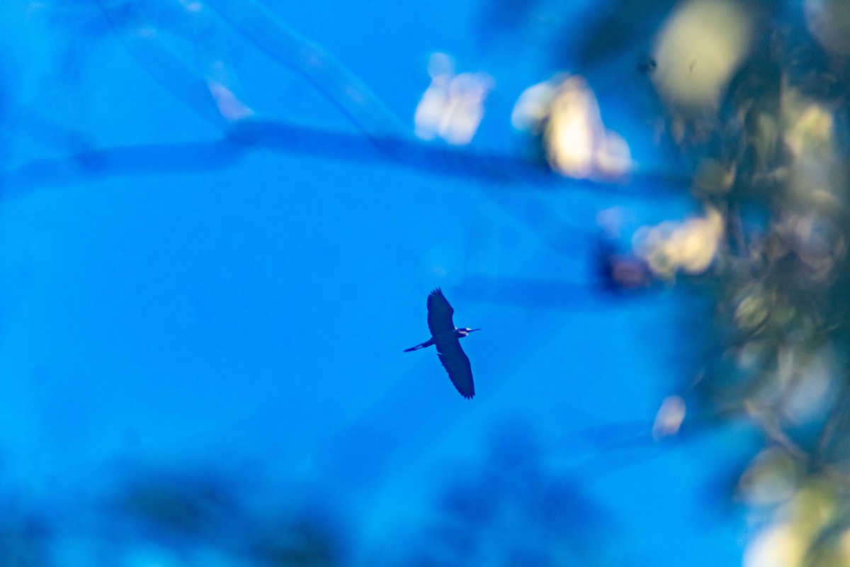 Little Blue Heron - ML641240858