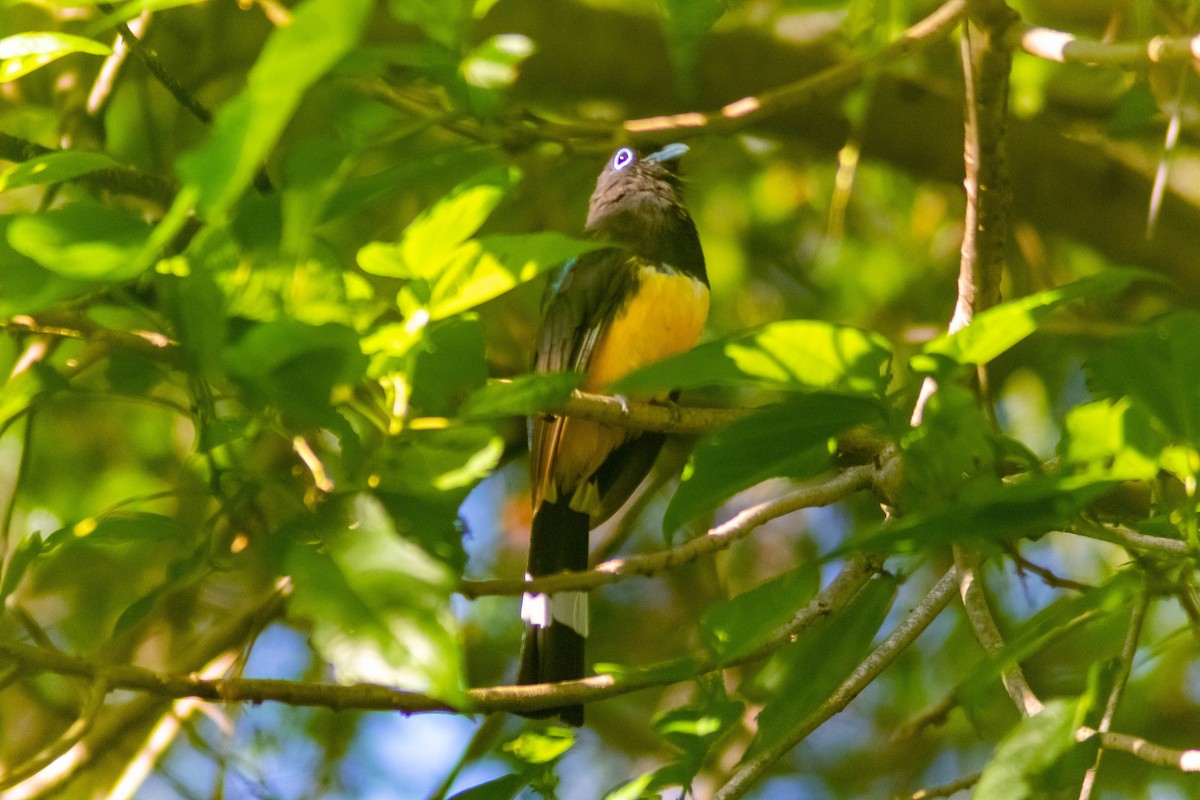 Black-headed Trogon - ML641240868