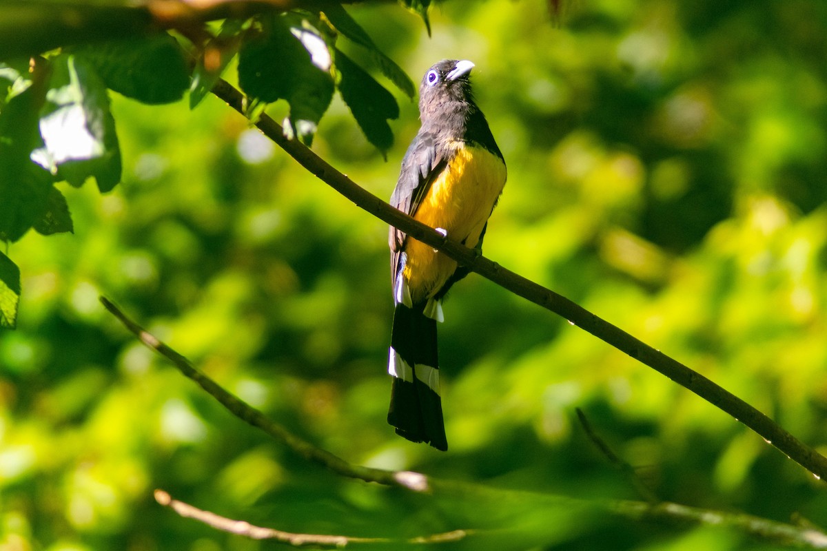 Black-headed Trogon - ML641240869