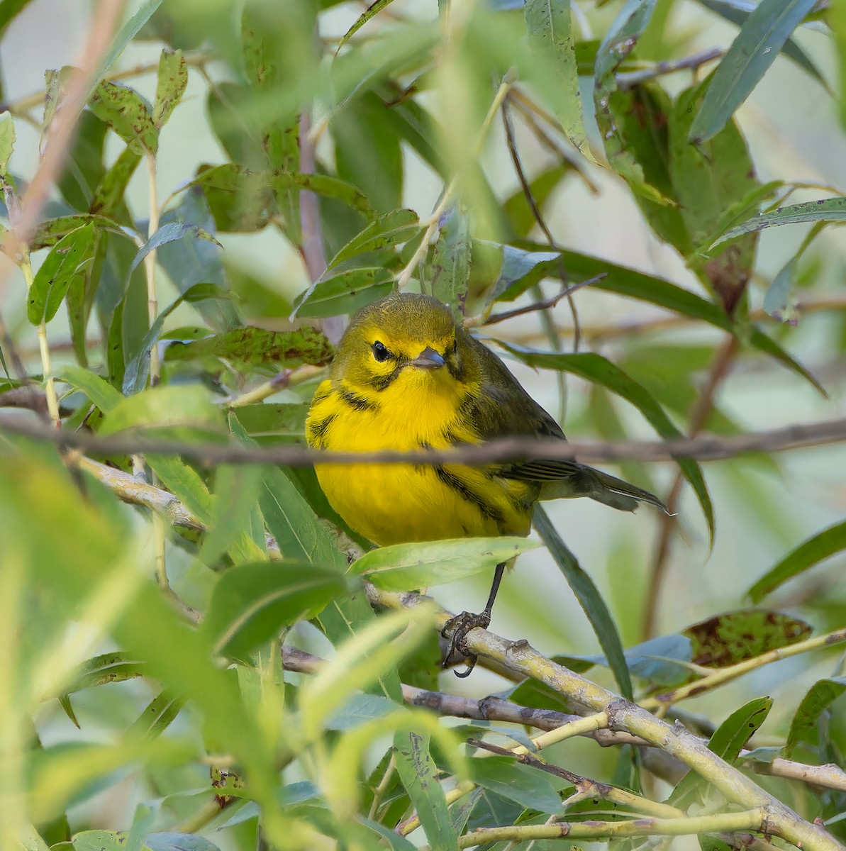 Prairie Warbler - ML641240893
