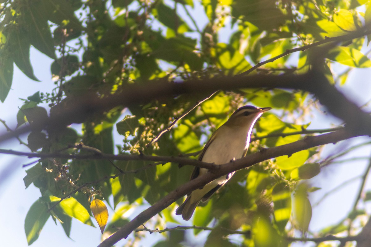 Red-eyed Vireo - ML641240896