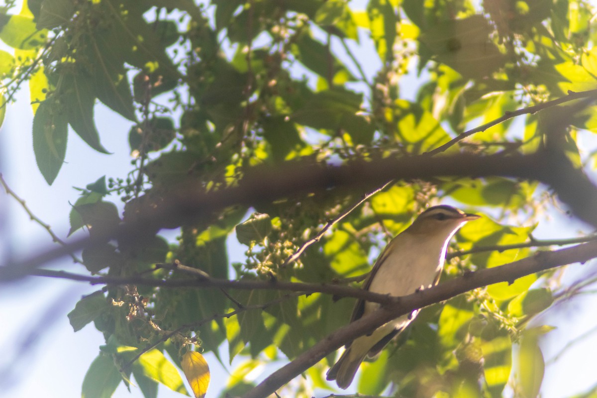 Red-eyed Vireo - ML641240897