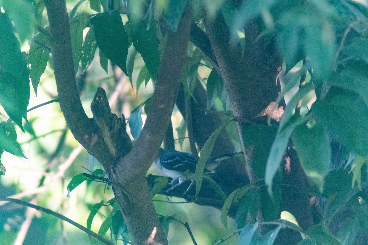 Tropical Mockingbird - ML641240908