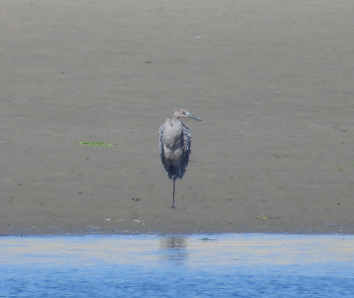 Reddish Egret - ML641240926