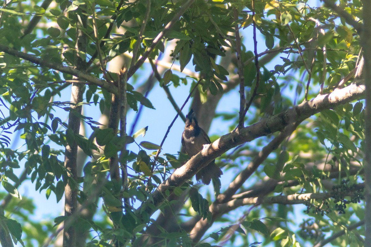 Black-headed Saltator - ML641240944