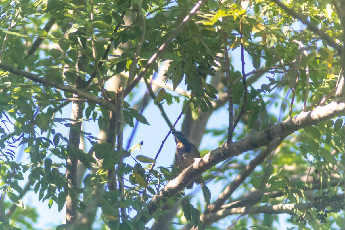 Black-headed Saltator - ML641240946