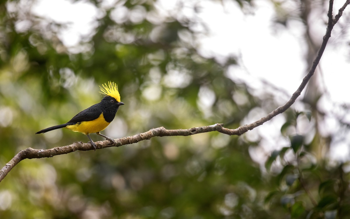Sultan Tit - ML641240947