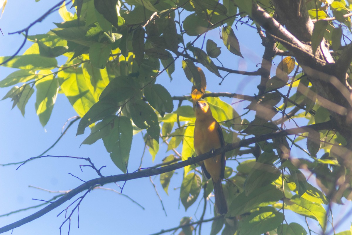 Altamira Oriole - ML641240952