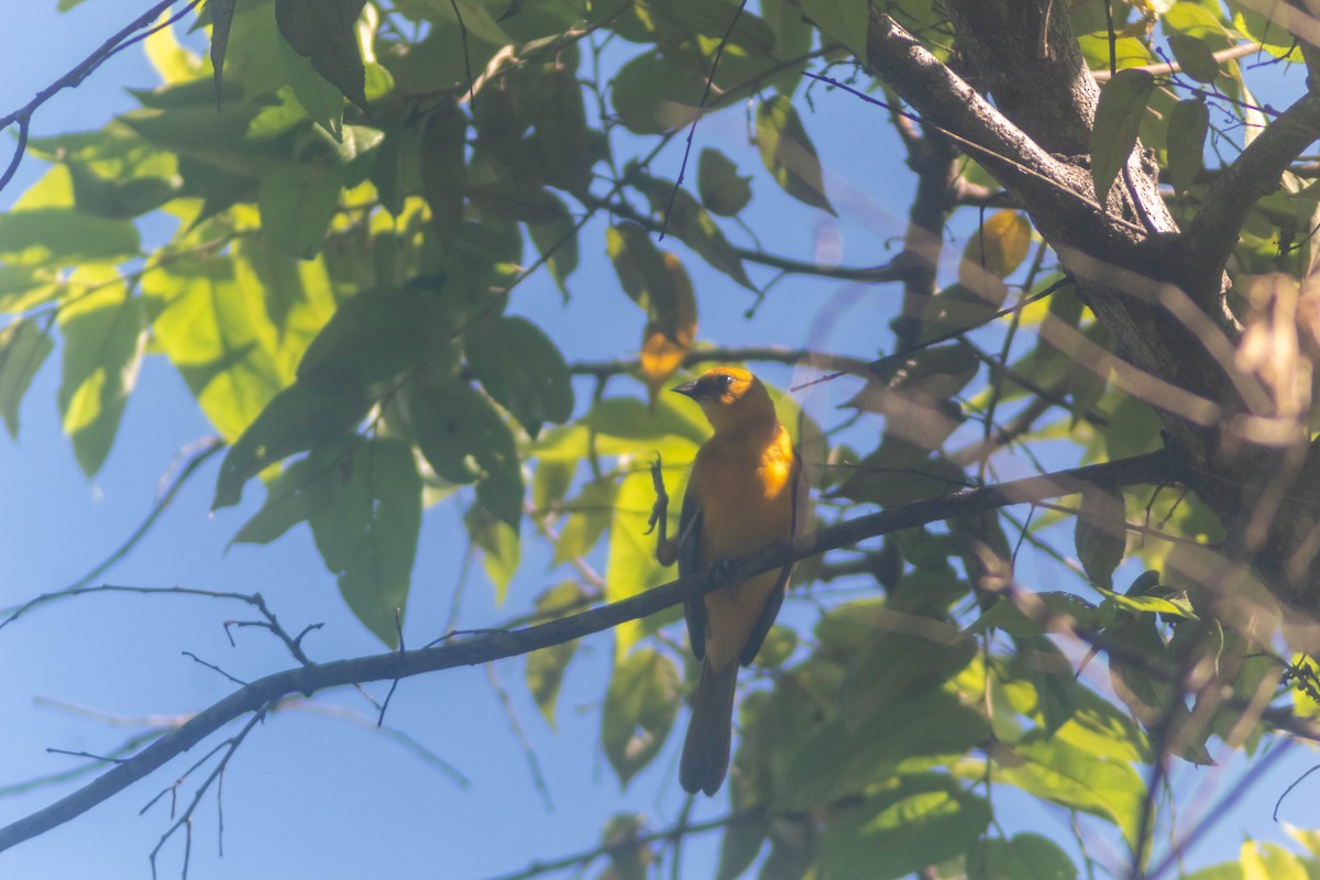 Altamira Oriole - ML641240953