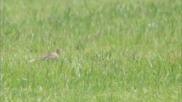Upland Sandpiper - ML641241069