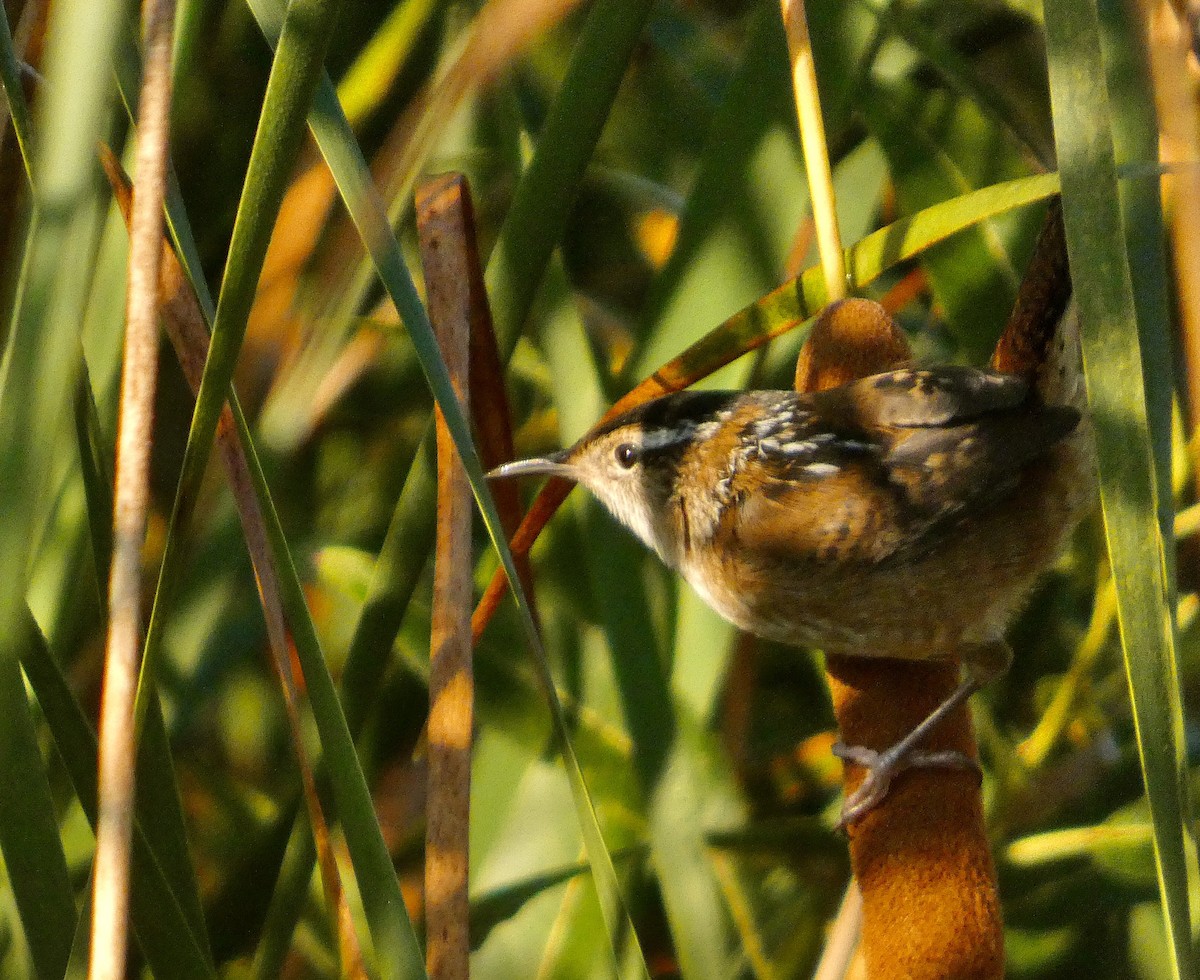 Marsh Wren - ML641241145
