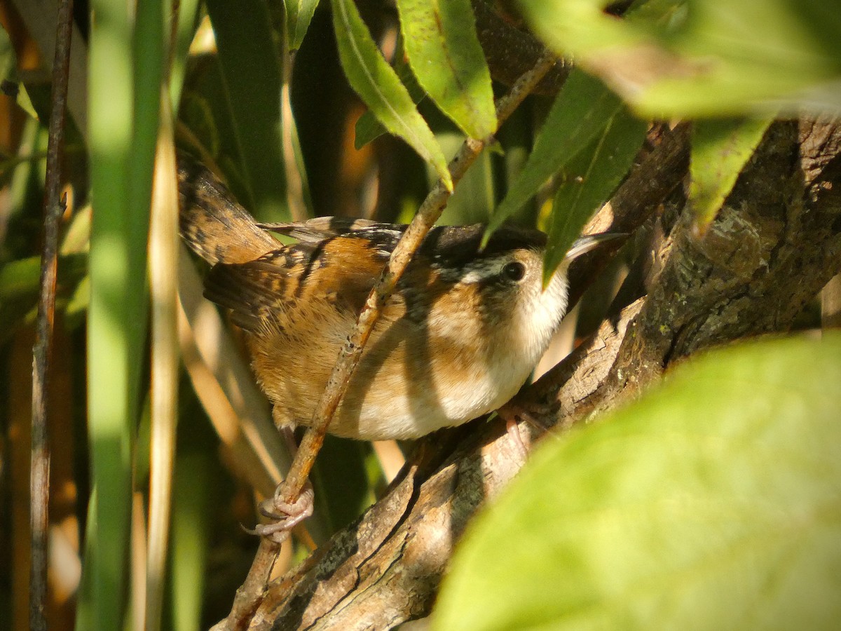 Marsh Wren - ML641241147