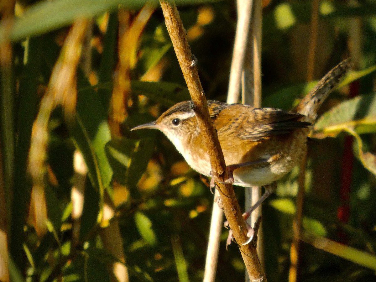 Marsh Wren - ML641241148