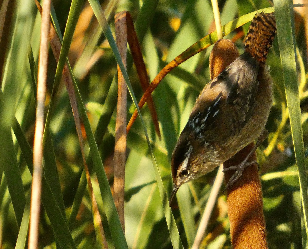 Marsh Wren - ML641241149