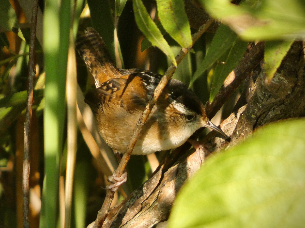Marsh Wren - ML641241150