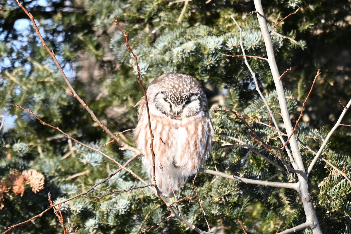 Boreal Owl - ML641241220