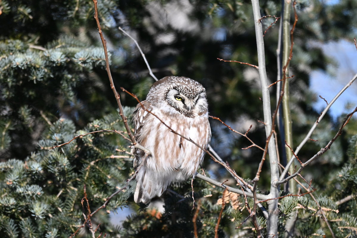 Boreal Owl - ML641241221
