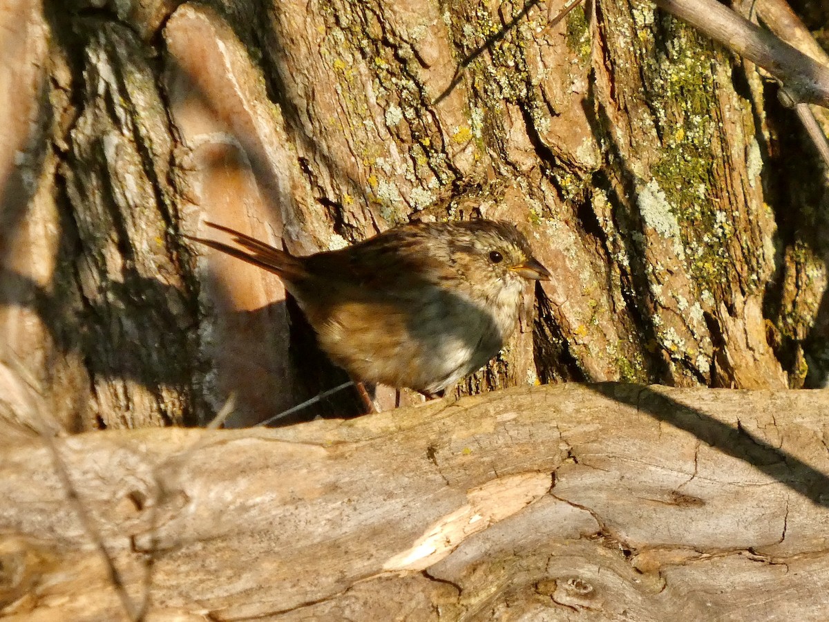 Swamp Sparrow - ML641241241