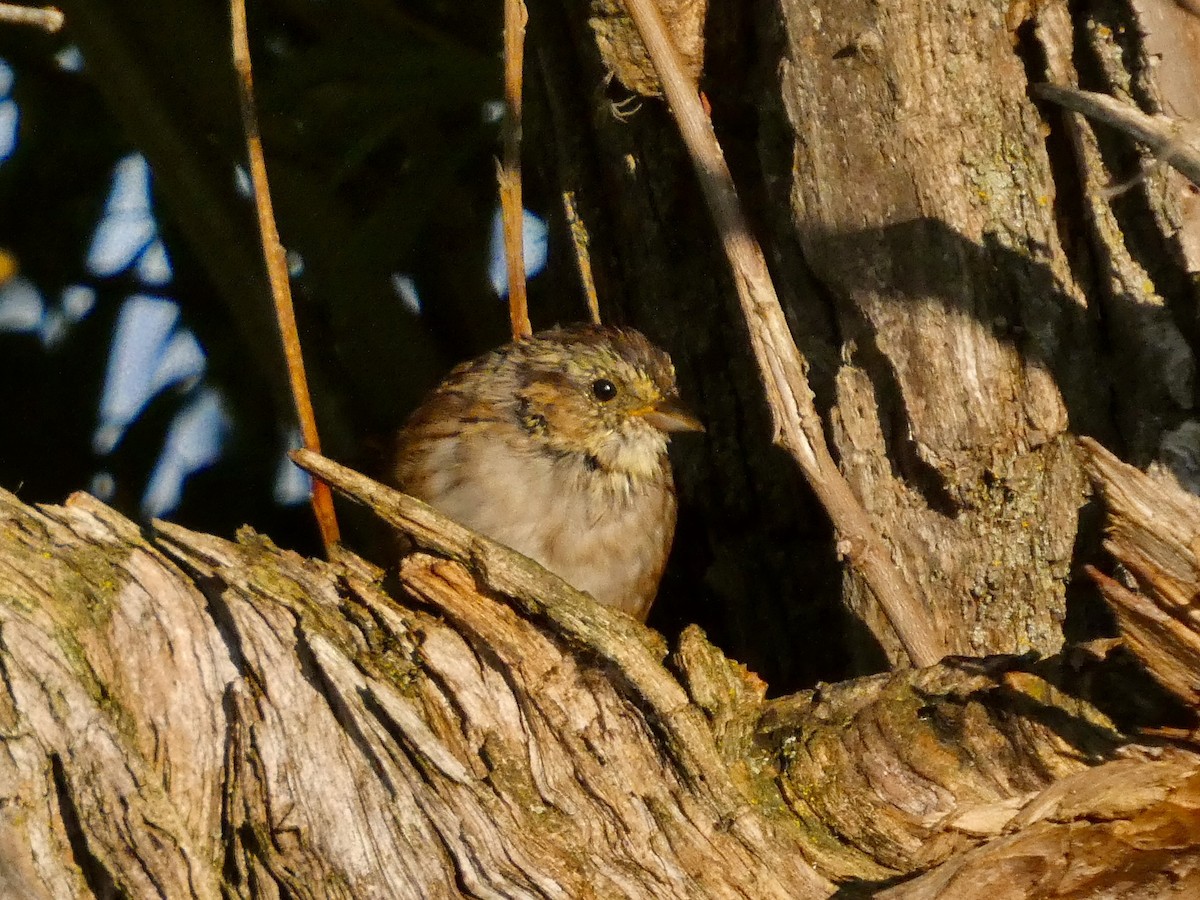 Swamp Sparrow - ML641241242