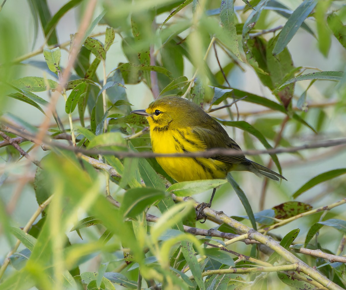 Prairie Warbler - ML641241251